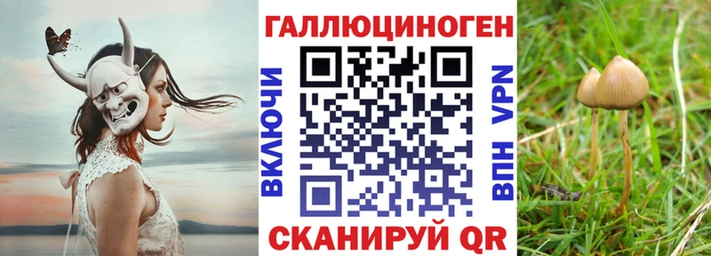 Галлюциногенные грибы Psilocybine cubensis  наркота  Янаул 
